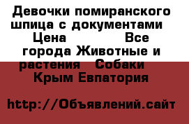 Девочки помиранского шпица с документами › Цена ­ 23 000 - Все города Животные и растения » Собаки   . Крым,Евпатория